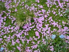 Breithorn-Occidentale-105a